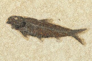 Detailed Fossil Fish (Knightia) - Wyoming #292385