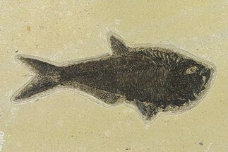 Beautiful Fossil Fish (Diplomystus) - Wyoming #292387