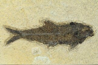 Detailed Fossil Fish (Knightia) - Wyoming #292430