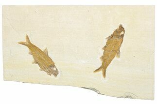 Plate of Two Fossil Fish (Knightia) - Wyoming #292420