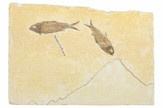 Plate of Two Fossil Fish (Knightia) - Wyoming #292423