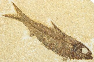 Detailed Fossil Fish (Knightia) - Wyoming #292426