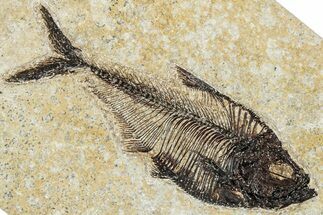 Detailed Fossil Fish (Diplomystus) - Wyoming #292507