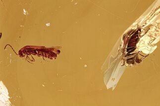 Fossil Soldier Beetle and Marsh Beetle in Baltic Amber #292417