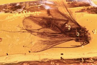 Detailed Fossil Caddisfly (Trichoptera) In Baltic Amber #292429
