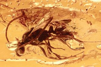 Detailed Fossil Fly and Winged Ant in Baltic Amber #292447