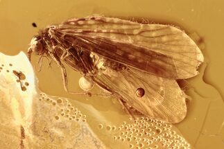 Fossil Caddisfly (Trichoptera) In Baltic Amber - Patterned Wings #292467