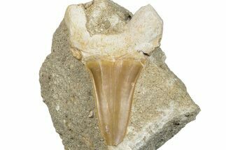 Otodus Shark Tooth Fossil in Rock - Morocco #292009