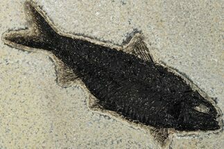 Detailed Fossil Fish (Knightia) - Wyoming #292542