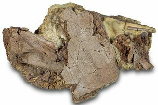 Fossil Dinosaur Bone Fragments in Sandstone - Wyoming #292556