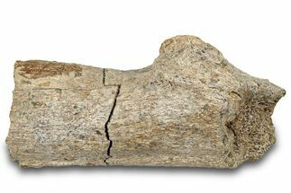 Dinosaur Bone Section - Wyoming #292562