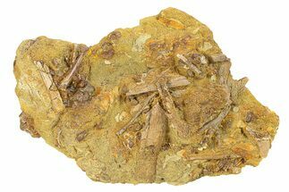 Fossil Dinosaur Teeth, Bones & Tendons in Sandstone - Wyoming #292578