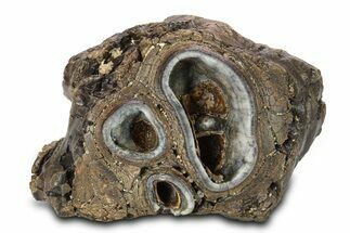 Fossil Woolly Rhino (Coelodonta) Tooth - Siberia #292594