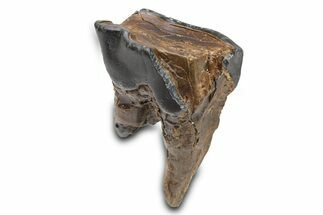 Fossil Woolly Rhino (Coelodonta) Tooth - Siberia #292604