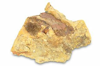 Fossil Dinosaur Bone Fragments in Sandstone - Wyoming #292614