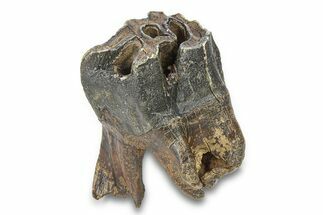 Fossil Woolly Rhino (Coelodonta) Tooth - Massive Tooth! #292616