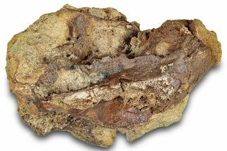 Fossil Dinosaur Bones & Tendons in Sandstone - Wyoming #292630