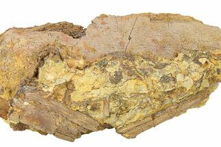 Fossil Dinosaur Bones & Tendons in Sandstone - Wyoming #292636