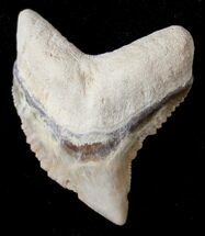 Large Fossil Tiger Shark Tooth - Bone Valley Florida #17282