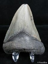 Inch Megalodon Tooth - SC #2822