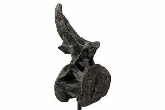 Sauropod (Barosaurus) Caudal Vertebra w/ Metal Stand - Wyoming #334648