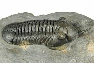 Morocconites Trilobite Fossil - Ofaten, Morocco #334939