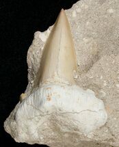Huge Otodus Shark Tooth Fossil In Matrix #18183