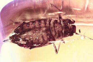 Detailed Fossil Aphid (Palaeophyllaphis) in Baltic Amber #335789