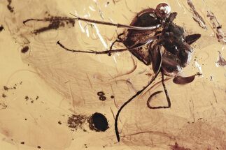 Detailed Fossil Aphid (Aphidoidea) & Ant (Formicidae) in Baltic Amber #335827