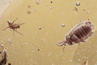 Detailed Fossil Bristletail, Aphid, and Springtail In Baltic Amber #335832