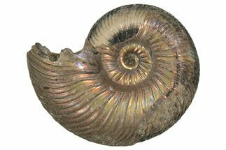 Iridescent, Pyritized Ammonite (Quenstedticeras) Fossil - Russia #337326