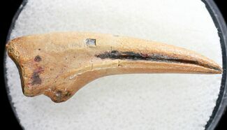 Ornithomimus Hand Claw - Montana #18541