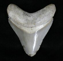 Serrated Megalodon Tooth - Lee Creek, NC #18707