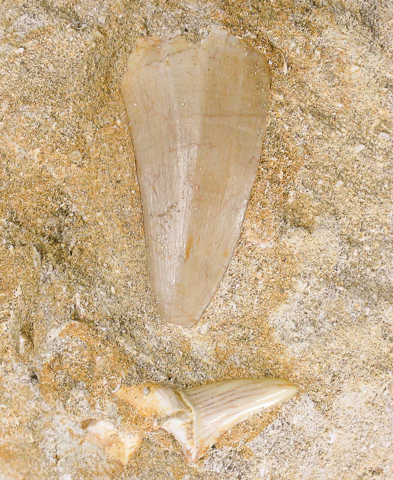 1 5 Mosasaurus Tooth In Matrix For Sale 18761 FossilEra