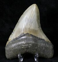 Curved Megalodon Tooth - North Carolina #19051