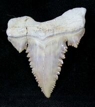 Beautiful Palaeocarcharodon Fossil Shark Tooth - #19791