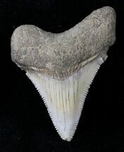 Chubutensis (Megalodon Ancestor) Tooth - Virginia #19927