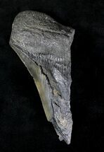 Half Of A Fossil Megalodon Tooth #20209