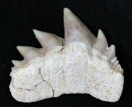 Two Symphyseal Cow Shark (Notorynchus) Teeth #20426
