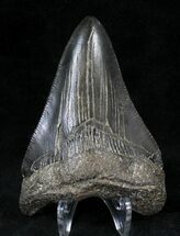 Black Megalodon Tooth - South Carolina #21254