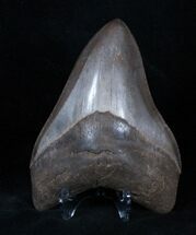 Inch Brown Georgia Megalodon Tooth #3233