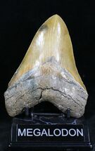 Nicely Serrated Megalodon Tooth - North Carolina #21944