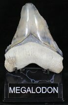 Stormy Gray - Bone Valley Megalodon Tooth #22141