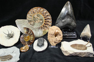 All fossils for sale