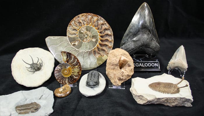 Fossils For Sale at FossilEra.com