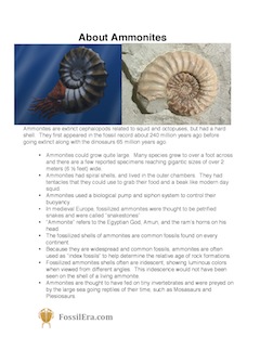 Thumbnail for the About Ammonites Handout.