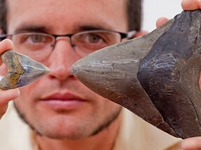 Megalodon Shark Nursery Found in Panama For Sale