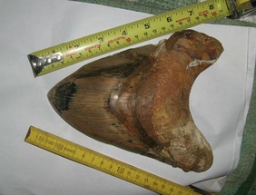What is the largest Megalodon tooth ever found? For Sale