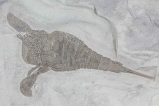 New York State Fossil - Sea Scorpion (Eurypterus remipes) For Sale