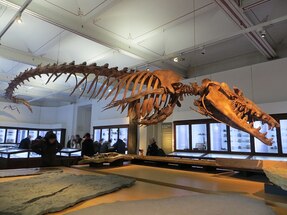 Alabama State Fossil - Basilosaurus For Sale